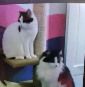 Meet your Posher, Lynn